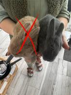 Dwergkonijntje, Dieren en Toebehoren, Konijnen, Meerdere dieren, Dwerg, 0 tot 2 jaar