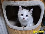 Ragdoll kittens met stamboom, Dieren en Toebehoren, Meerdere dieren, Gechipt, 0 tot 2 jaar