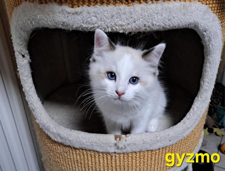 Ragdoll kittens met stamboom, Dieren en Toebehoren, Katten en Kittens | Raskatten | Korthaar, Meerdere dieren, 0 tot 2 jaar, Met stamboom