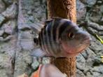 Amphilophus labiatus, Dieren en Toebehoren, Vissen | Aquariumvissen, Vis, Zoetwatervis