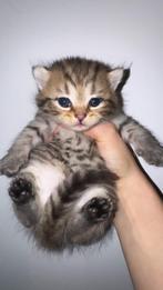 britse korthaar kittens (klaar voor vertrek), Animaux & Accessoires, Chats & Chatons | Chats de race | Poil ras, Vermifugé, Plusieurs animaux