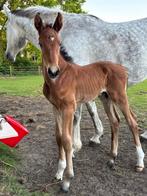Beloftevol groot hengsten veulen uit goede moederlijn, Springpaard, Gechipt, 0 tot 2 jaar, Hengst