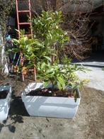 citroenboom plus pot, Tuin en Terras, Ophalen