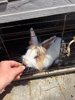 Rammelaar dwergkonijn, Dieren en Toebehoren, Konijnen, Mannelijk, Klein, 0 tot 2 jaar