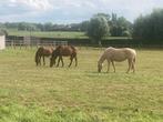 Winterstalling paarden te huur Zonnebeke, Dieren en Toebehoren, Weidegang