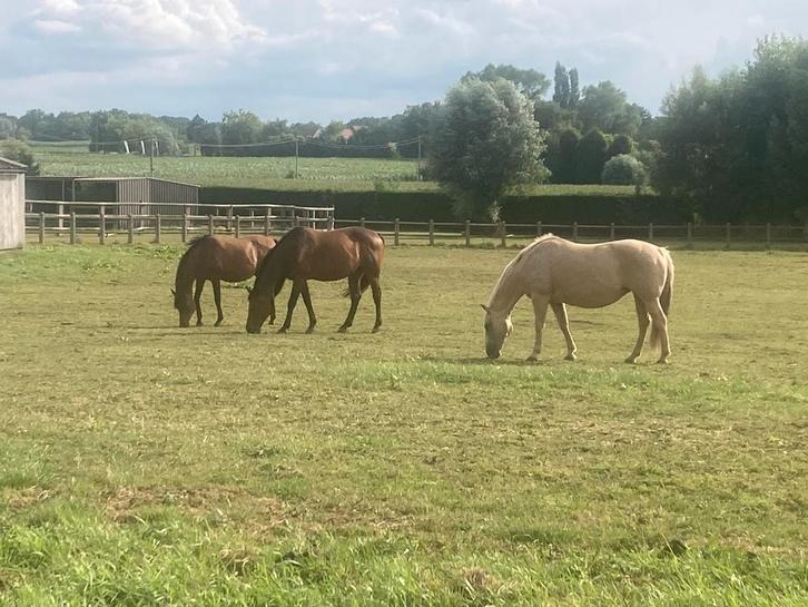 Winterstalling paarden te huur Zonnebeke, Dieren en Toebehoren, Stalling en Weidegang, Stalling, Weidegang