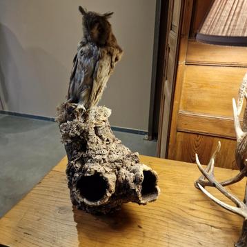 Taxidermie prachtige uil op boomstronk beschikbaar voor biedingen