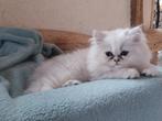 Chaton persan silver shadded, Dieren en Toebehoren, Katten en Kittens | Raskatten | Langhaar, Kater, Gechipt, 0 tot 2 jaar