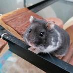 Konijn/knaagdier/fretten oppas aangeboden huiselijke sfeer, April, Hamster
