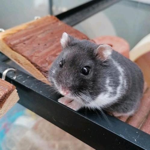 Konijn/knaagdier/fretten oppas aangeboden huiselijke sfeer, Dieren en Toebehoren, Knaagdieren, Hamster, April