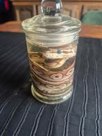 Jonge balpyton op sterk water, Enlèvement, Neuf, Reptile ou Amphibien, Animal empaillé