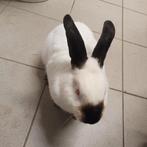 Californianer rammelaar, Mâle, Taille moyenne, 0 à 2 ans