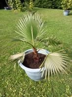 Palmier, Tuin en Terras, Planten | Bomen