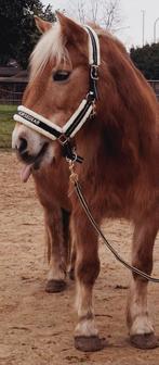 Haflinger merrie zoekt nieuwe thuis. P.o.t.k., Merrie, Gechipt, 11 jaar of ouder