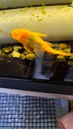 Ancistrus algeneters (oranje )Nog 2 over voor de rappe ., Dieren en Toebehoren, Vissen | Aquariumvissen, Zoetwatervis