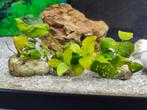 Laatste aquariumplanten - anubias - alles mag weg, Comme neuf, Enlèvement ou Envoi
