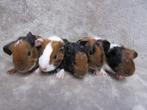 Enkele mooie baby cavia's, Meerdere dieren, Cavia, Tam