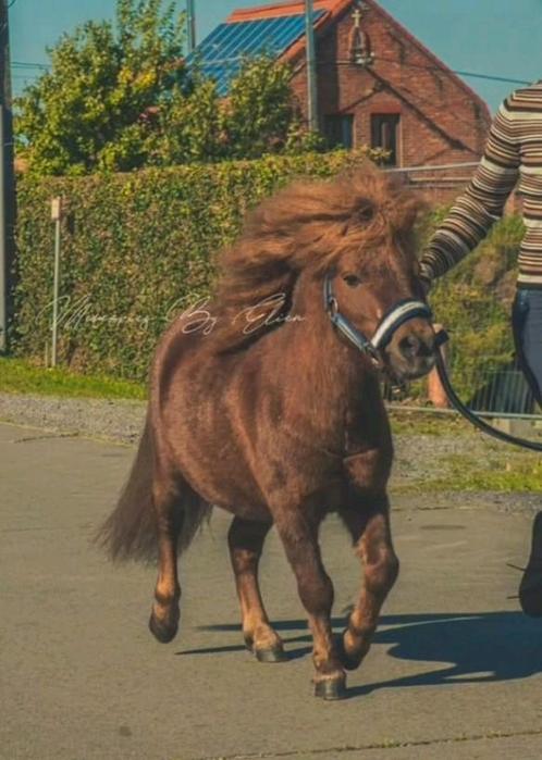 Ter dekking voor 2025, Dieren en Toebehoren, Pony's, Hengst, B, Recreatiepony, 3 tot 6 jaar, Met stamboom, Gechipt, Ontwormd, Ingeënt