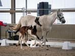 Bonte hengstenveulen uit prestatielijn!, Springpaard, Gechipt, 0 tot 2 jaar, Hengst