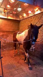 Bijrijder gezocht, Ophalen of Verzenden, Zo goed als nieuw