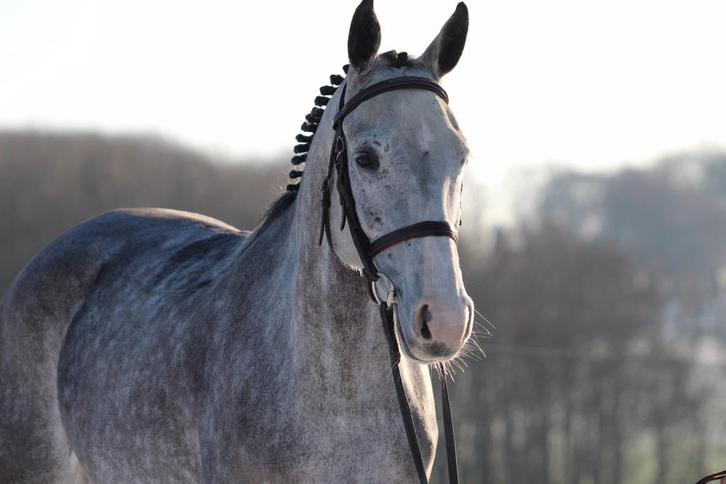 Leuke Apollo Z merrie, Dieren en Toebehoren, Paarden, Merrie, L, 160 tot 165 cm, 7 tot 10 jaar, Springpaard, Met stamboom, Gechipt