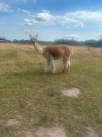 Drachtige alpaca merries te koop, Dieren en Toebehoren, Overige Dieren, Mei, Vrouwelijk