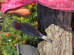 Handtamme rose kaketoe, Dieren en Toebehoren