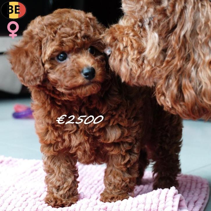 Kleine Dwergpoedel (rood) teefje, Belgisch, Dieren en Toebehoren, Honden | Chihuahua's en Gezelschapshonden, Teef, Poedel, Handelaar