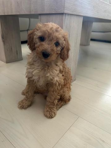 Prachtige Cavapoo pup beschikbaar ( dwerg poedel x cavallier beschikbaar voor biedingen
