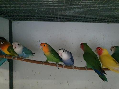 Dwerg papegaaien, Dieren en Toebehoren, Vogels | Parkieten en Papegaaien