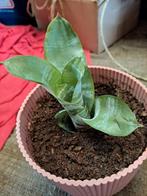 kokerbromelia plant ook zonder bloempot maar 1 euro., Huis en Inrichting, Ophalen