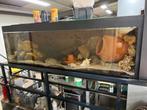 Groot aquarium, Dieren en Toebehoren, Ophalen, Zo goed als nieuw
