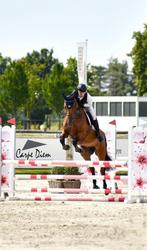 Leuke 8 j BWP merrie te koop!, Merrie