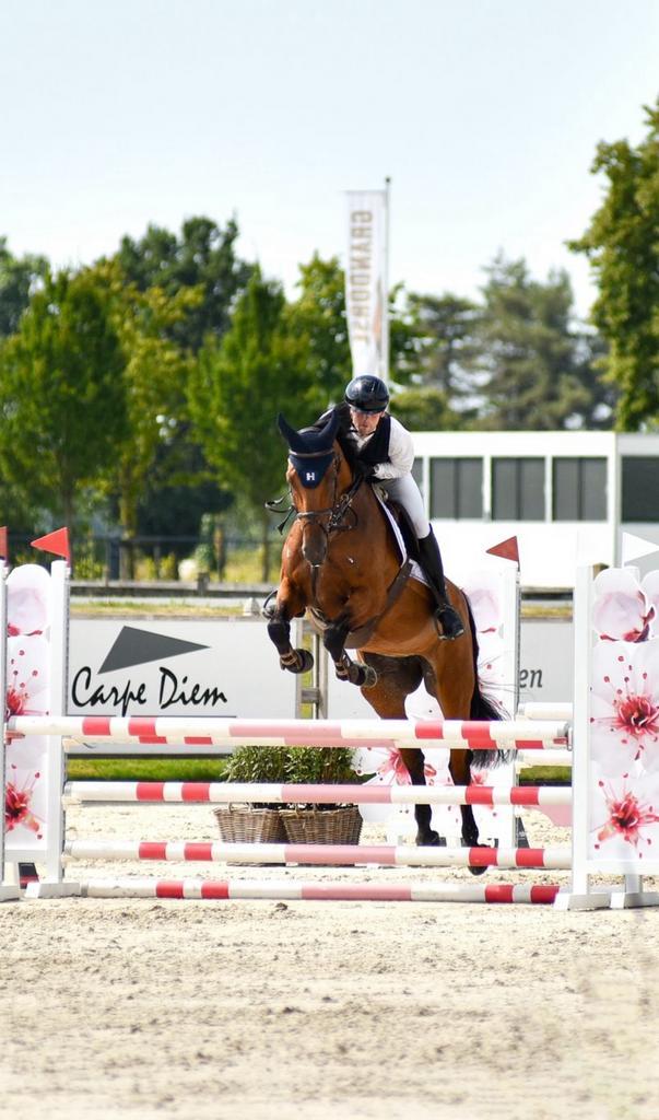 Leuke 8 j BWP merrie te koop!, Dieren en Toebehoren, Paarden, Merrie