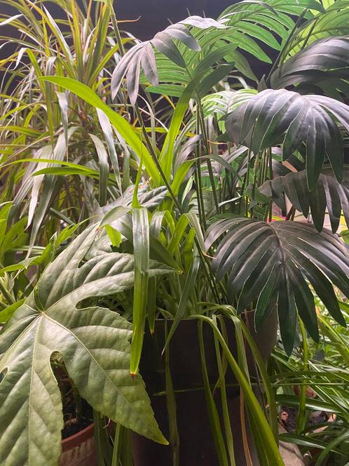 Diverse kamerplanten, Huis en Inrichting, Kamerplanten, Overige soorten, Halfschaduw, In pot, Ophalen