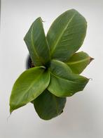 Bananenplant, Ophalen