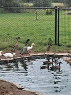 Jonge loopeenden, Dieren en Toebehoren
