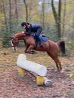 Halve stal gezocht voor pony en paard, Dieren en Toebehoren, L