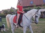 paard arabier met stamboek, Dieren en Toebehoren, Paarden, Minder dan 160 cm, Gechipt, Ruin, Zadelmak