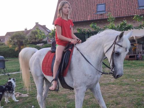 paard arabier met stamboek, Dieren en Toebehoren, Paarden, Ruin, Zadelmak, Minder dan 160 cm, 7 tot 10 jaar, Recreatiepaard, Met stamboom
