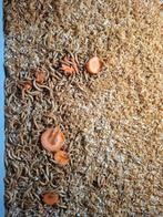 Kweekmateriaal meelwormen, Dieren en Toebehoren, Ophalen, Pluimvee