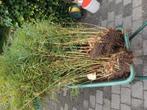 Bamboe fargesia rufa, Tuin en Terras, Planten | Tuinplanten, Ophalen, Volle zon