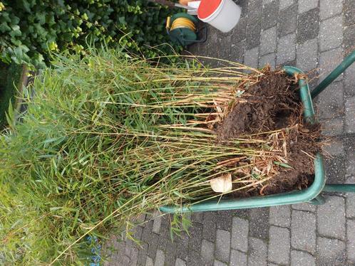 Bamboe fargesia rufa, Tuin en Terras, Planten | Tuinplanten, Volle zon, Ophalen