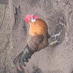 Kempense hoen kweek haan, Dieren en Toebehoren, Mannelijk, Kip