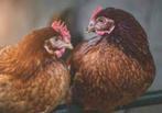 bruine leghennen beginnen aan de leg vanaf 9 eu /0499082381, Dieren en Toebehoren, Pluimvee, Vrouwelijk, Kip