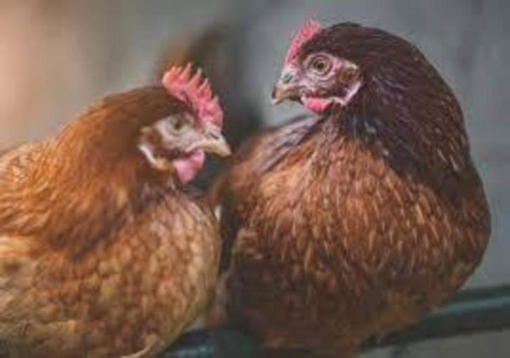 bruine leghennen beginnen aan de leg vanaf 9 eu /0499082381, Dieren en Toebehoren, Pluimvee, Kip, Vrouwelijk