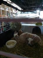 Peruviaanse cavia's met kooi, Dieren en Toebehoren, Knaagdieren, Juli, Meerdere dieren, Cavia