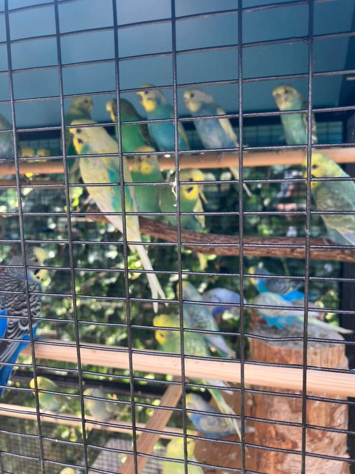 REGENBOOG GRASPARKIETJES NU 18 EURO/KOPPEL, Dieren en Toebehoren, Vogels | Parkieten en Papegaaien, Parkiet, Meerdere dieren