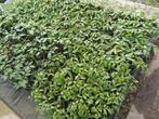 Tomaten planten, Tuin en Terras, Planten | Tuinplanten, Ophalen