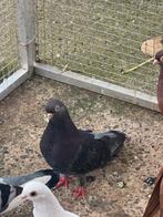 Duiven te koop, Dieren en Toebehoren, Vogels | Duiven